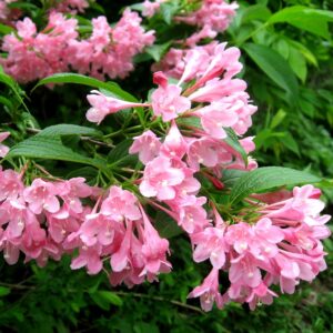 Вейгела цветущая “Розеа” в Корсакове