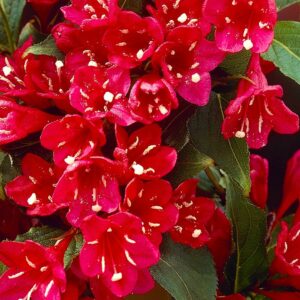 Вейгела цветущая “Ред Принц” в Корсакове