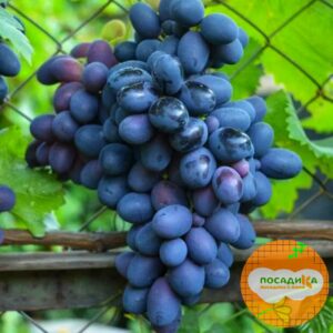 Ароматный и сладкий виноград “Августа” в Корсакове