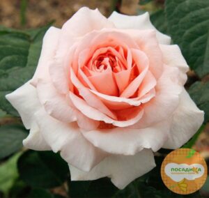Роза чайно-гибридная  Амелия в Корсакове