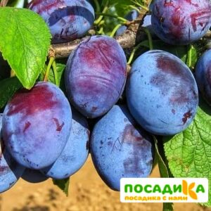 Слива Чачакская ранняя купить по цене от 229.00р. в интернет-магазине «Посадика» с доставкой почтой в в Корсакове и по всей России – [изображение №1].