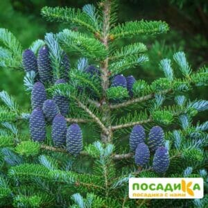 Пихта корейская (Abies koreana) купить по цене от 450.00р. в интернет-магазине «Посадика» с доставкой почтой в в Корсакове и по всей России – [изображение №1].