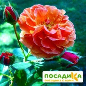 Роза Арабия купить по цене от 350.00р. в интернет-магазине «Посадика» с доставкой почтой в в Корсакове и по всей России – [изображение №1].