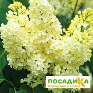 Сирень Примроуз (Primrose) купить по цене от 529.00р. в интернет-магазине «Посадика» с доставкой почтой в в Корсакове и по всей России – [изображение №1].