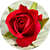 Роза шраб