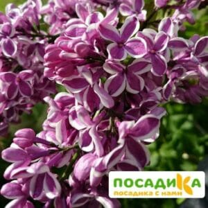 Сирень Сенсация купить по цене от 529.00р. в интернет-магазине «Посадика» с доставкой почтой в в Корсакове и по всей России – [изображение №1].