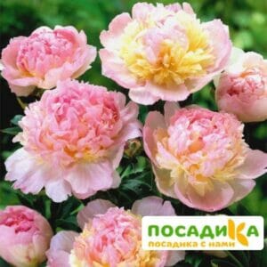 Пион Распберри Сандей (Paeonia Raspberry Sundae) купить по цене от 959р. в интернет-магазине «Посадика» с доставкой почтой в в Корсакове и по всей России – [изображение №1].