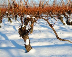 укрытие винограда на зиму