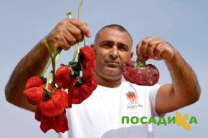Клубника Гигант Джорнея купить по цене от 266р. в интернет-магазине «Посадика» с доставкой почтой в в Корсакове и по всей России – [изображение №1].