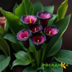 Калла Аура Лейс купить по цене от 400р. в интернет-магазине «Посадика» с доставкой почтой в в Корсакове и по всей России – [изображение №1].