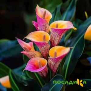 Калла Оникс купить по цене от 450р. в интернет-магазине «Посадика» с доставкой почтой в в Корсакове и по всей России – [изображение №1].