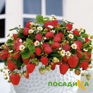 Клубника Рубиновый Шепот (горшечная) купить по цене от 240р. в интернет-магазине «Посадика» с доставкой почтой в в Корсакове и по всей России – [изображение №1].