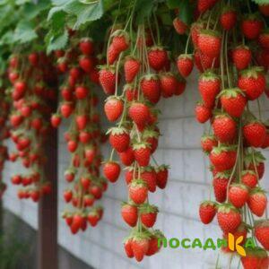 Клубника вьющаяся Комплимент купить по цене от 470р. в интернет-магазине «Посадика» с доставкой почтой в в Корсакове и по всей России – [изображение №1].