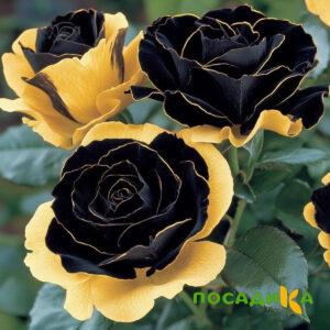 Роза Ханни Сикл купить по цене от 700р. в интернет-магазине «Посадика» с доставкой почтой в в Корсакове и по всей России – [изображение №1].