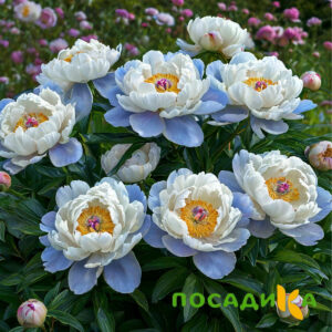 Пион акварельный Этюд купить по цене от 806р. в интернет-магазине «Посадика» с доставкой почтой в в Корсакове и по всей России – [изображение №1].