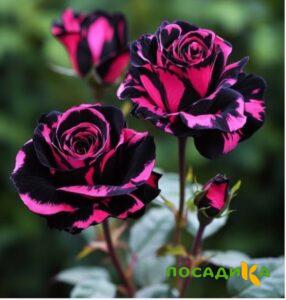 Роза Багровый Шепот купить по цене от 366р. в интернет-магазине «Посадика» с доставкой почтой в в Корсакове и по всей России – [изображение №1].