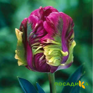 Тюльпан Экзотик Хэвен купить по цене от 186р. в интернет-магазине «Посадика» с доставкой почтой в в Корсакове и по всей России – [изображение №1].