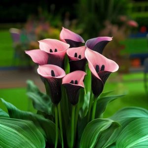 Калла Энигма купить по цене от 291р. в интернет-магазине «Посадика» с доставкой почтой в в Корсакове и по всей России – [изображение №1].