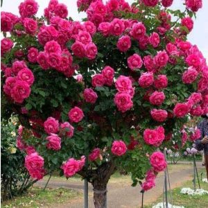 Роза Версаля купить по цене от 232р. в интернет-магазине «Посадика» с доставкой почтой в в Корсакове и по всей России – [изображение №1].