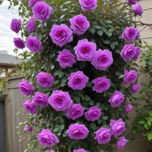 Роза Мистик Уайт купить по цене от 620р. в интернет-магазине «Посадика» с доставкой почтой в в Корсакове и по всей России – [изображение №1].