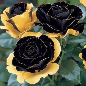 Роза Ханни Сикл купить по цене от 700р. в интернет-магазине «Посадика» с доставкой почтой в в Корсакове и по всей России – [изображение №1].